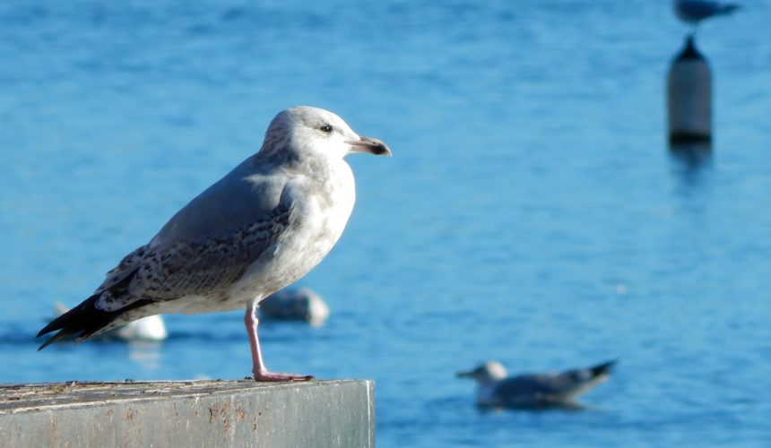 Gli albatri in volo: oggi nasce il nostro Blog Gli albatri in volo: oggi nasce il nostro Blog
